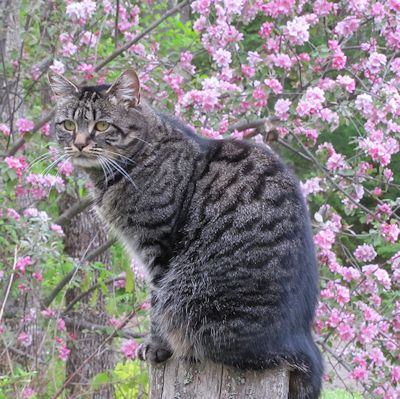 Roux with crab apple tree