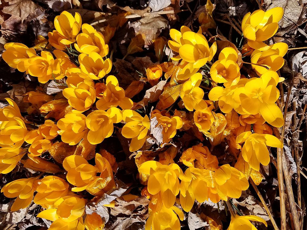Crocus in Faith's yard